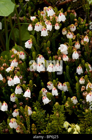 White Mountain-Heather, Cassiope Mertensiana in Massen, hohe Tundra im Jasper Nationalpark, Kanada Stockfoto