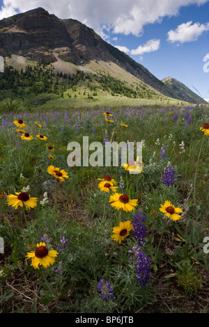 Gemeinsame Blanketflower oder gemeinsame Gaillardia, Gaillardia Aristata, Lupinen und andere Blumen in Prärie Grünland, Waterton Lakes Stockfoto