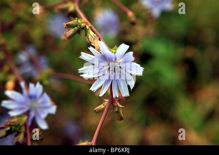 Chicorée Blumen, Cichorium Intybus, am Straßenrand in Frankreich Stockfoto