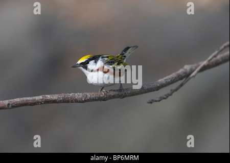 Erwachsene männliche Kastanie-seitig Warbler Zucht Gefieder thront auf einem Ast Stockfoto