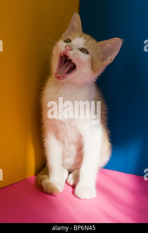 Ein Kätzchen, Gähnen Stockfoto