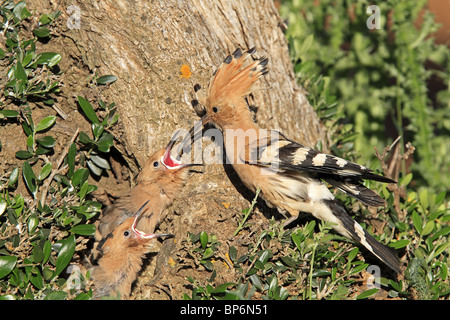 Wiedehopf (Upupa Epops). Erwachsenen Fütterung Küken im Nest. Stockfoto