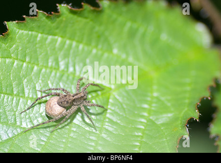 Wolfspinne Stockfoto