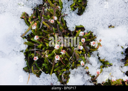 White Mountain-Heather, Cassiope Mertensiana in Massen, hohe Tundra in den Jasaper Nationalpark, Kanada Stockfoto