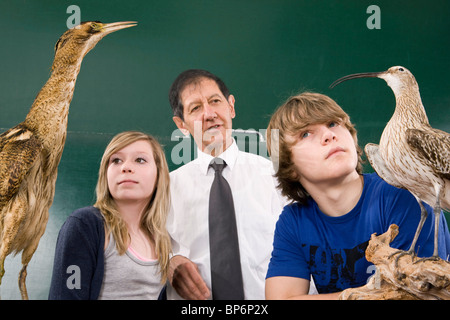 Schüler lernen eine Rohrdommel, Botaurus Stellaris und ein Brachvogel Numenius arquata Stockfoto