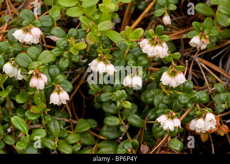 Preiselbeere oder Preiselbeeren Vaccinium Vitis-Idaea in Blüte. Stockfoto
