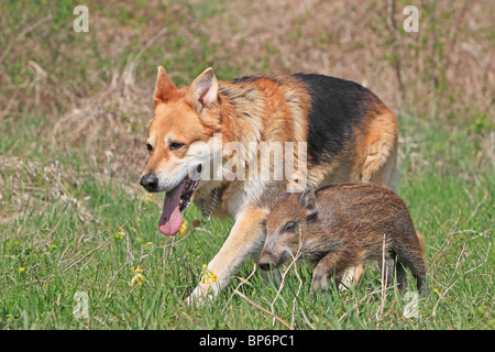 Wildschwein (Sus Scrofa), Ferkel zu Fuß mit Haushund (Canis Lupus Familiaris). Stockfoto
