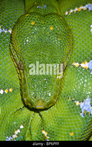 Smaragd Baum Boa, Erwachsene, Corallus Canina, Südamerika Stockfoto
