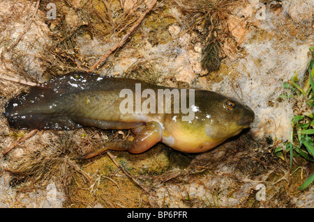 Bullfrog, amerikanischer Ochsenfrosch (Lithobates Catesbeianus, Rana Catesbeiana), Kaulquappe, Griechenland, Creta Stockfoto