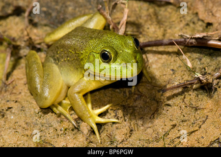 Bullfrog, amerikanischer Ochsenfrosch (Lithobates Catesbeianus, Rana Catesbeiana), Erwachsener, Griechenland, Creta Stockfoto