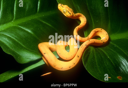 Amazon Tree Boa, Jugendkriminalität, Corallus Enhydris Enhydris, Südamerika Stockfoto