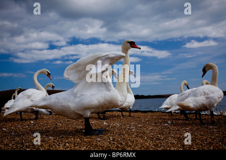 Stumm schalten Sie Schwäne aus niedrigen Sicht Abbotsbury Swannery, Dorset, England. Stockfoto