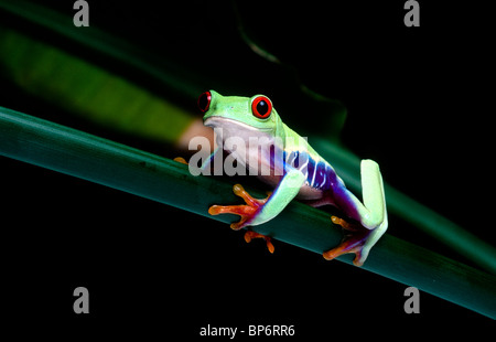 Rotäugigen Blatt Frosch, Agalychnis Callidryas, Costa Rica Stockfoto