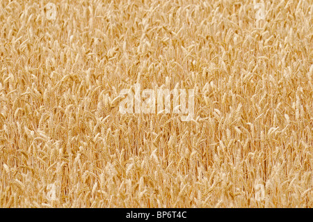 Weizenfeld Stockfoto