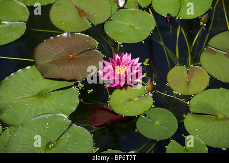 Lilly Teich in Princess of Wales Conservatory in Kew Gardens London Stockfoto