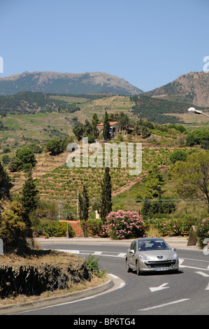 Kurvenreiche Straße in der Vin de Pays De La Cote Vermeille Weinanbaugebiet von Banyals Süden von Frankreich Stockfoto