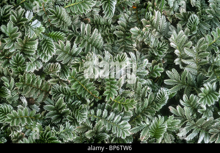 Silverweed, Potentilla heisses Farne Islands, Northumbria Stockfoto