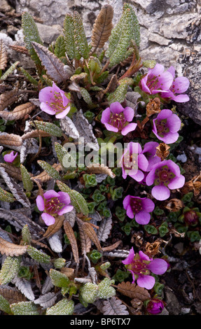Lila Steinbrech, Saxifraga Oppositifolia in hohen Tundra, kanadischen Rocky Mountains. Stockfoto