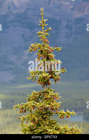 Engelmann Fichte mit reifen Zapfen. Jasper Nationalpark, Kanadische Rockies. Stockfoto