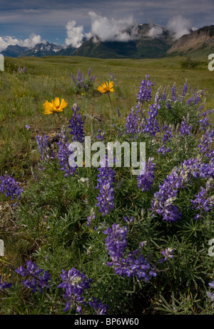 Gemeinsame Blanketflower oder gemeinsame Gaillardia, Gaillardia Aristata, Lupinen und andere Blumen in Prärie Grünland, Waterton Lakes Stockfoto