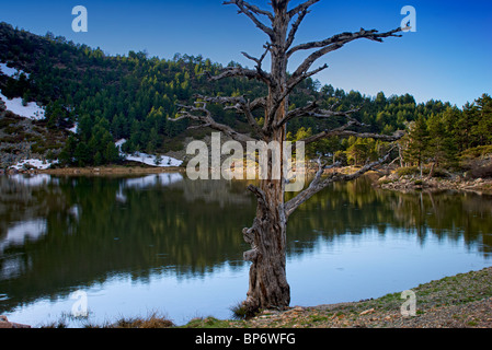 Toter Baum. Laguna de Los Patos. Lagunas Glaciares de Neila Naturpark. Provinz Burgos. Castilla y Leon. Spanien. Stockfoto