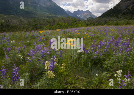 Gemeinsame Blanketflower oder gemeinsame Gaillardia, Gaillardia Aristata, Lupinen und andere Blumen in Prärie Grünland, Waterton Lakes Stockfoto