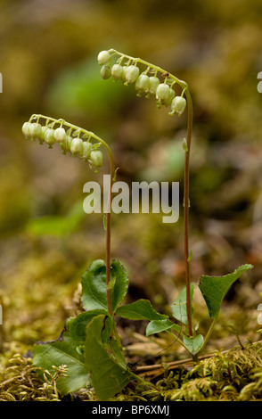 Gezahnte Wintergreen oder einseitiger Wintergrün, Orthilia Secunda; im Wald. Stockfoto