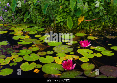 Seerose in Brunnen an Mission San Juan Capistrano, San Juan Capistrano, Kalifornien Stockfoto