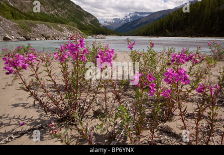 Breitblättrigen Weidenröschen oder Weidenröschen, Epilobium Latifolium, am North Saskatchewan River, Kanada Stockfoto