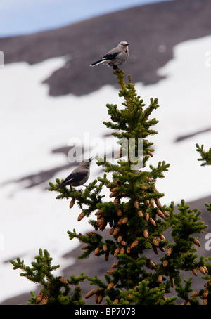 Paar Clarks Nussknacker, Nucifraga Columbiana, Banff NP, Kanada Stockfoto