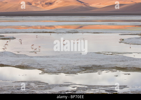 Salzige Laguna mit chilenischen Flamingos, Los Flamencos National reserve, Atacamawüste, Chile Stockfoto