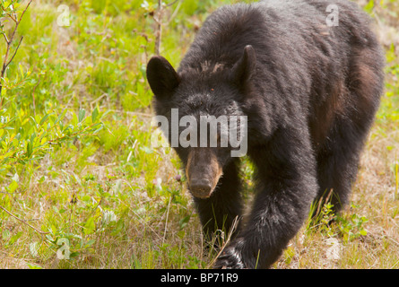 Amerikanischen Schwarzbären, Ursus Americanus in Banff Nationalpark, Rocky Mountains, Kanada Stockfoto