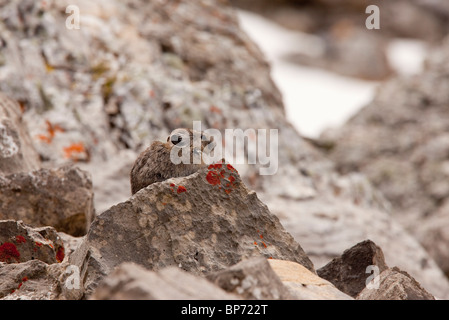 Pika, Ochotona Princeps auf Felsen, in großer Höhe, Rocky Mountains, Kanada Stockfoto