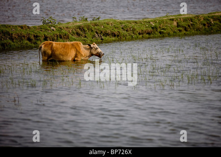 Kuh auf dem überschwemmten Land Bangladesch Stockfoto