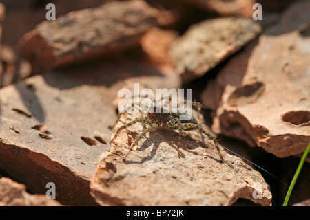 Pardosa Amentata, eine Wolfsspinne, Leben in einem stillgelegten Steinbruch. Stockfoto