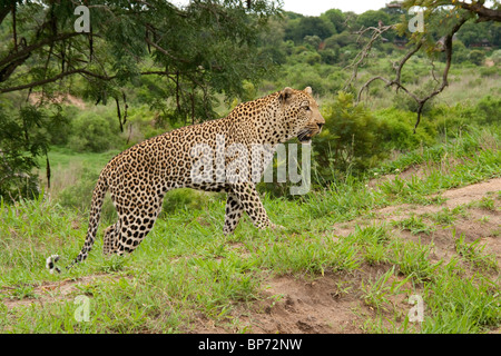 Männliche Leoparden in Mala männlich Wildreservat in Südafrika Stockfoto