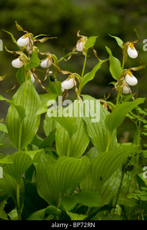 Büschel von Berg Frauenschuh Orchidee, Cypripedium Montanum; Waterton NP, Kanada Stockfoto