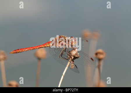 Männliche Sympetrum Vulgatum, Vagrant Darter, eine gemeinsame Libelle Stockfoto