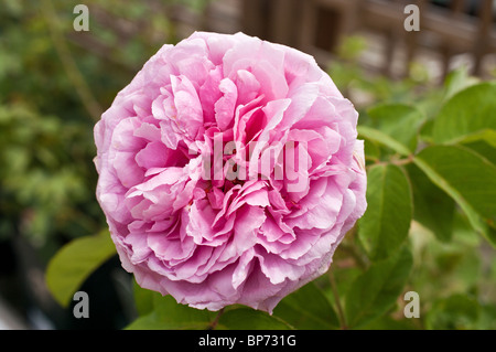 Rosa duftende Rose ' Comte de Chambord Blüte im August Stockfoto