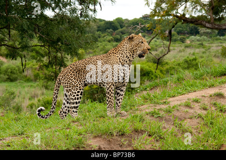 Männliche Leoparden in Mala männlich Wildreservat in Südafrika Stockfoto