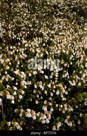 White Mountain-Heather, Cassiope Mertensiana in Massen, hohe Tundra im Jasper Nationalpark, Kanada Stockfoto