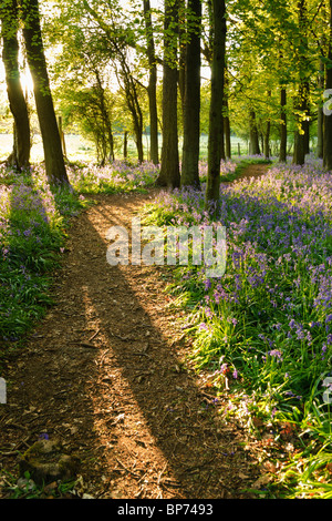 Eine lebendige Bluebell Frühholz in Hertfordshire, England. Stockfoto