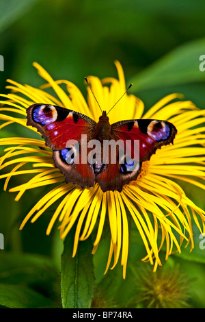 Tagpfauenauge ruht auf einem Inula Pflanze, Abbotsbury Sub tropischen Gärten, Dorset, England. Stockfoto