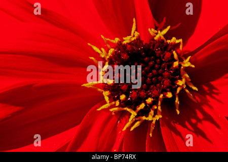 Red Anemone in close-up, Abbotsbury Sub Tropical Gardens, Dorset. Stockfoto