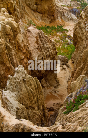 Erodierten Felsen in der Nähe von Torrey Pines State Reserve, Razor Point, San Diego, Kalifornien Stockfoto