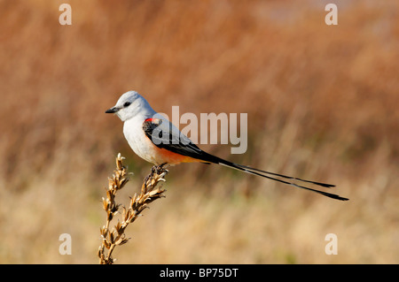 Eine Schere – Tailed Flycatcher oder Tyrannus Forficatus thront auf einem trockenen Unkraut im Frühjahr. Oklahoma, USA. Stockfoto