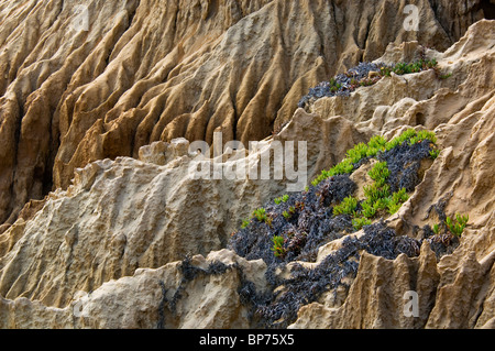 Erodierten Hügel in den Badlands in der Nähe von Torrey Pines State Reserve, Razor Point, San Diego, Kalifornien Stockfoto