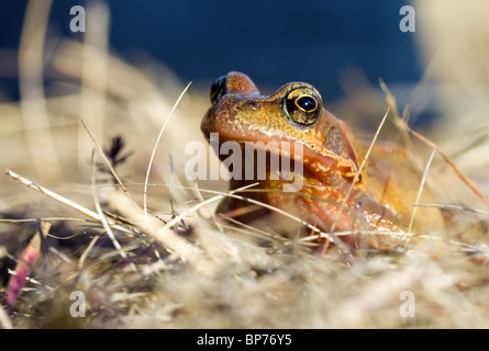 Grasfrosch im Moor unterwegs zur Zucht pool Stockfoto