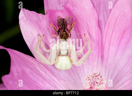 Krabbenspinne oder Blume Spinne, Misumena Vatia mit kleinen Biene Beute auf Moschusmalve Blume. Tierwelt-Garten, Dorset. Stockfoto