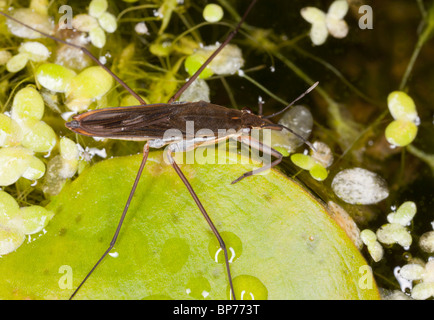 Gemeinsamen Teich Skater, Gerris Lacustris auf Frosch-Bit Lraf, Gartenteich, Dorset. Stockfoto